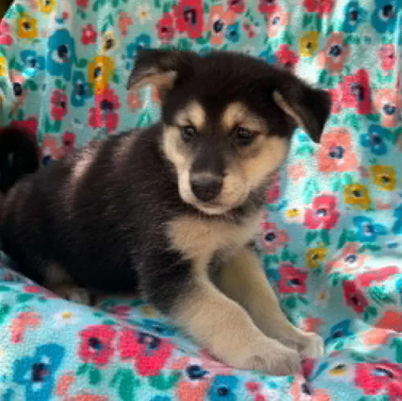 A baby medium-sized female Black Husky dog named Treble Musical for adoption in Andover, MA