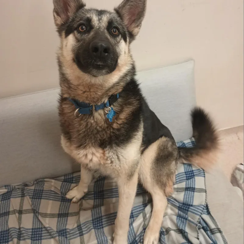 An adult large-sized female German Shepherd Dog dog named Samara for adoption in Los Angeles, CA