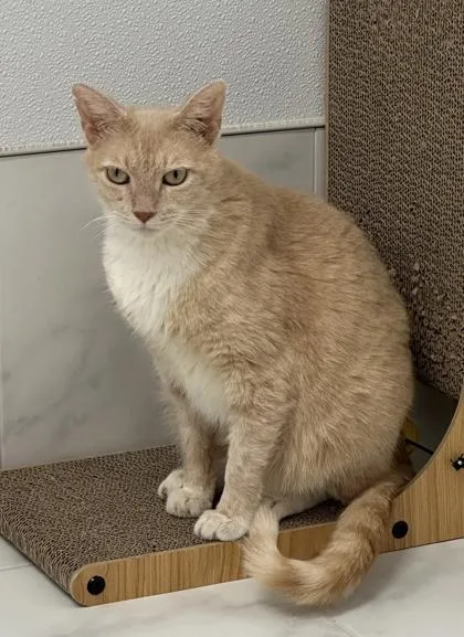 An adult medium-sized male Domestic Short Hair cat named Buddy for adoption in Venice, FL