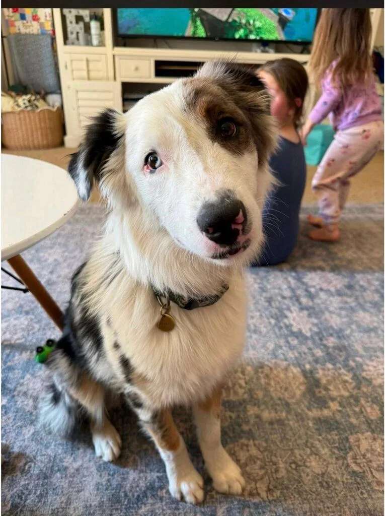 A young medium-sized male Merle (Blue) Australian Shepherd dog named Zuko  Courtesy Listing for adoption in Polson, MT