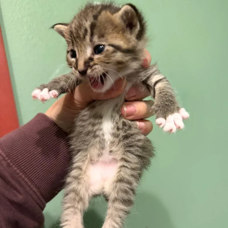 A baby small-sized female Calico American Shorthair cat named Shelly for adoption in Newberg, OR