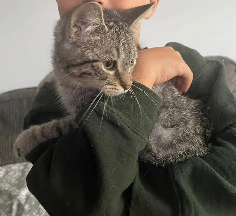 A baby small-sized female Domestic Short Hair cat named Nessie for adoption in Clymer, PA
