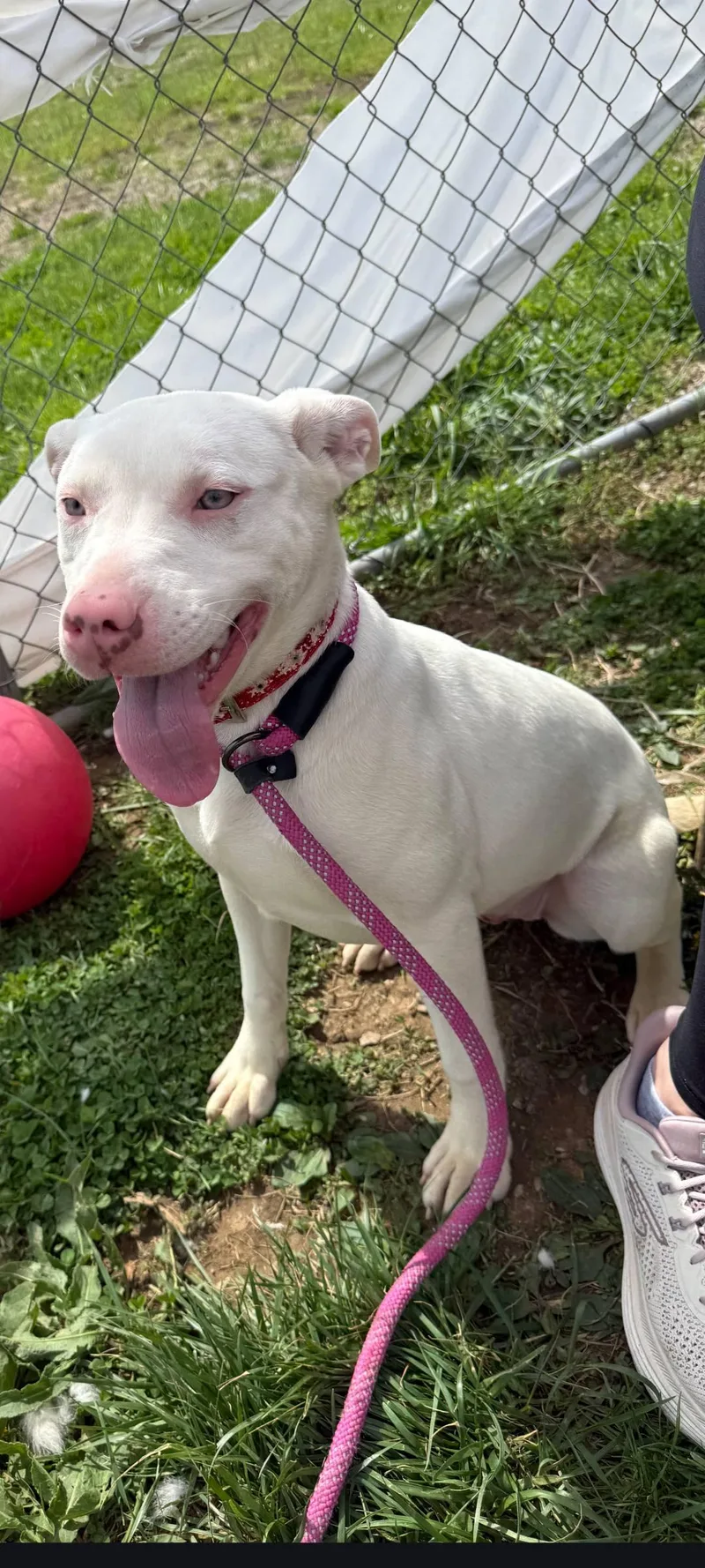 A young medium-sized female White / Cream American Staffordshire Terrier dog named Pearl for adoption in Taylorsville, KY