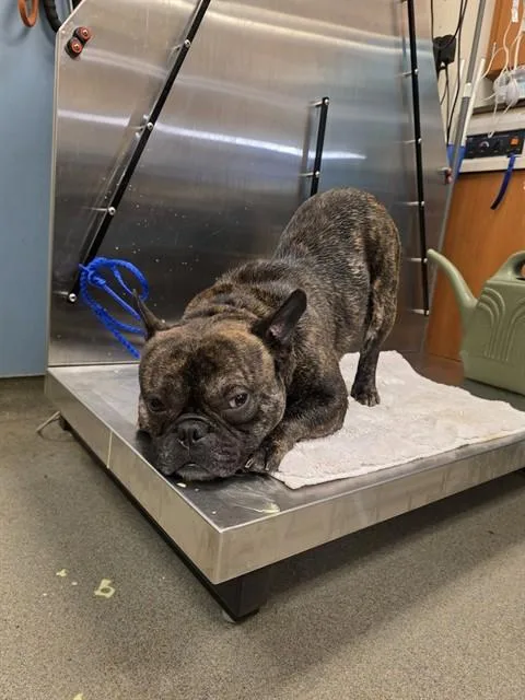 An adult small-sized male French Bulldog dog named Joshy for adoption in Miami, FL