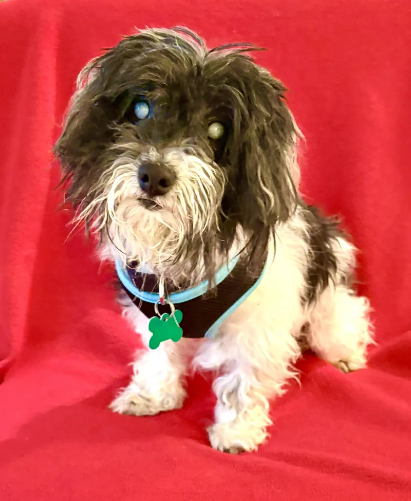 An adult small-sized male Black Havanese dog named Sidney for adoption in Warren, NJ