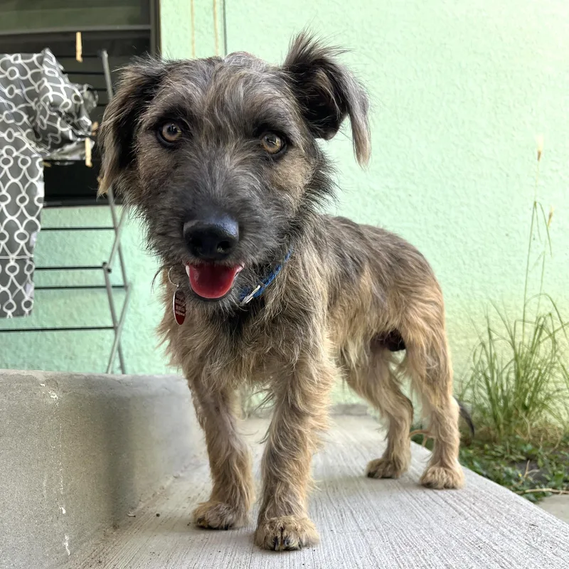 A young medium-sized male Brown / Chocolate Schnauzer dog named Rooter for adoption in Marfa, TX
