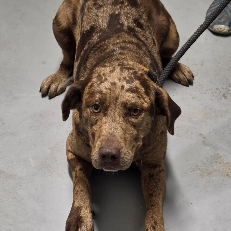 A young small-sized female Brown / Chocolate Mixed Breed dog named Clamity for adoption in Troy, IL
