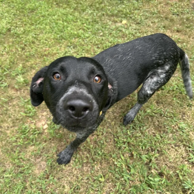 An adult medium-sized male Black Mixed Breed dog named Ray for adoption in Auburn, AL