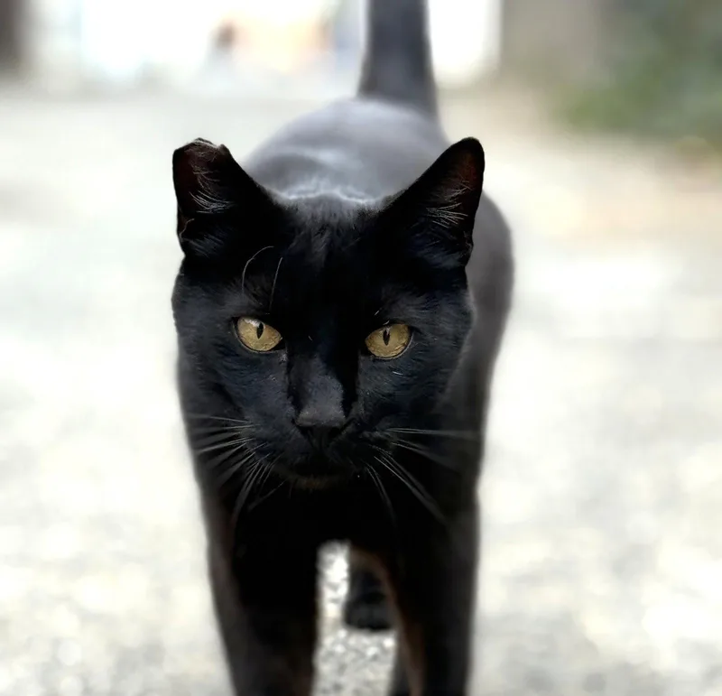 An adult medium-sized male Black Domestic Short Hair cat named Major Tom for adoption in Oakland, CA