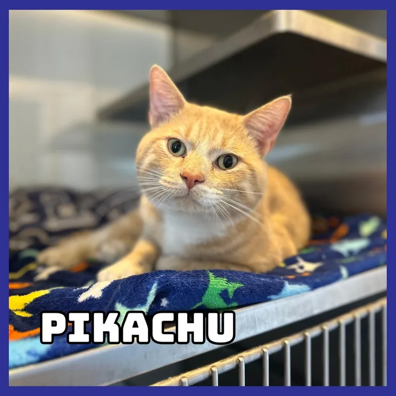 Pikachu thumbnail 2