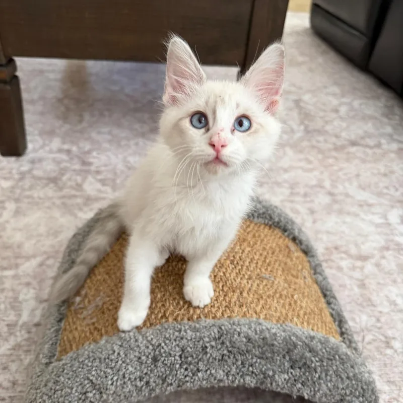 A baby small-sized female Cream / Ivory Domestic Medium Hair cat named Bianca for adoption in Las Vegas, NV