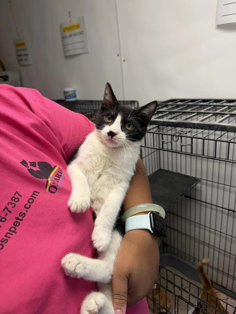 A young small-sized male Black & White / Tuxedo Domestic Short Hair cat named Kian for adoption in Ontario, CA