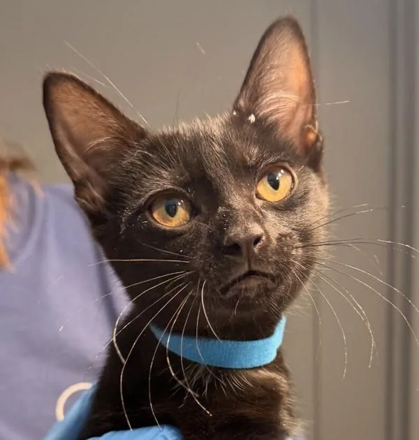 A baby small-sized female Domestic Short Hair cat named Lilly for adoption in Golden, CO