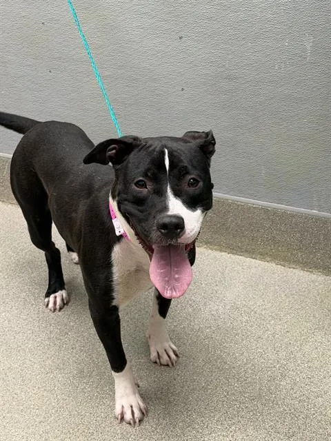 A young medium-sized female Pit Bull Terrier dog named Zuri for adoption in Las Vegas, NV