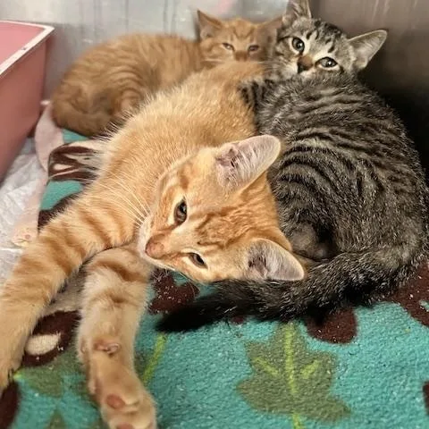 A baby medium-sized male Tabby (Orange / Red) Domestic Short Hair cat named Athos for adoption in East Lansing, MI
