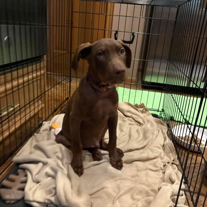 Biscotti thumbnail 2