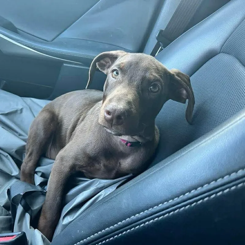 A young medium-sized male Brown / Chocolate Doberman Pinscher dog named Biscotti for adoption in Humble, TX