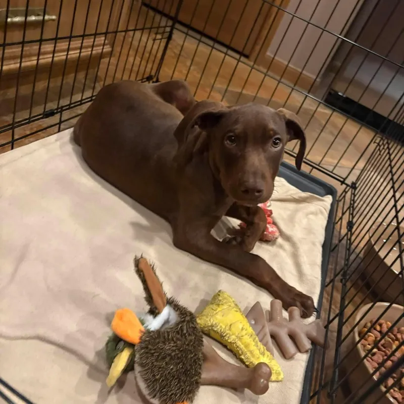 Biscotti thumbnail 3