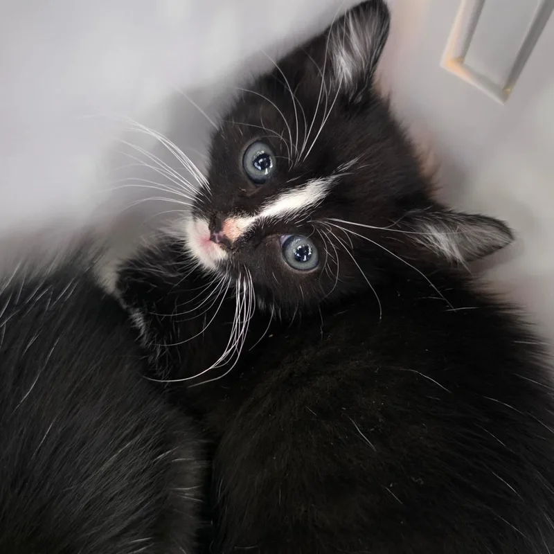 A baby small-sized male Black Domestic Short Hair cat named Obi for adoption in Chapel Hill, NC