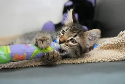 A baby medium-sized male Tabby (Brown / Chocolate) Domestic Medium Hair cat named Aspen for adoption in Edmond, OK