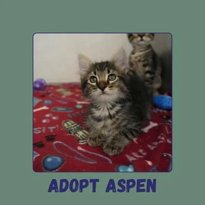 Aspen thumbnail 2