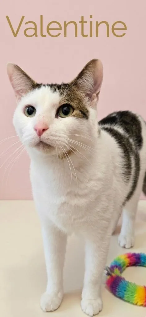 An adult small-sized male Domestic Short Hair cat named Valentine for adoption in Rutherfordton, NC
