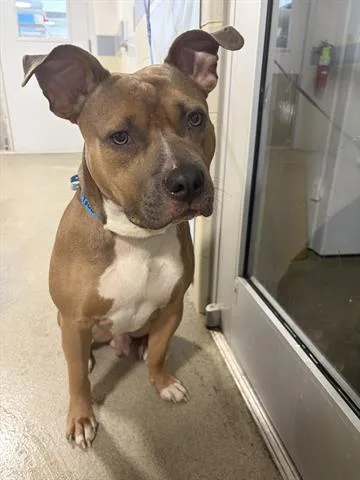 A young large-sized male Pit Bull Terrier dog named Scooby for adoption in Dayton, OH