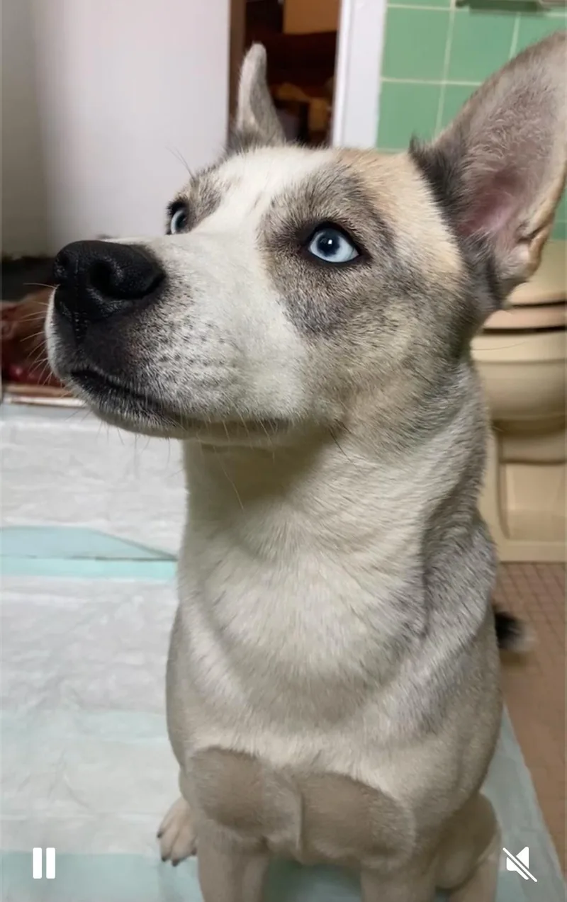 An adult medium-sized female Sable Husky dog named Storm for adoption in New York, NY