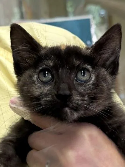 A baby small-sized female Domestic Short Hair cat named Judy for adoption in Bellevue, WA