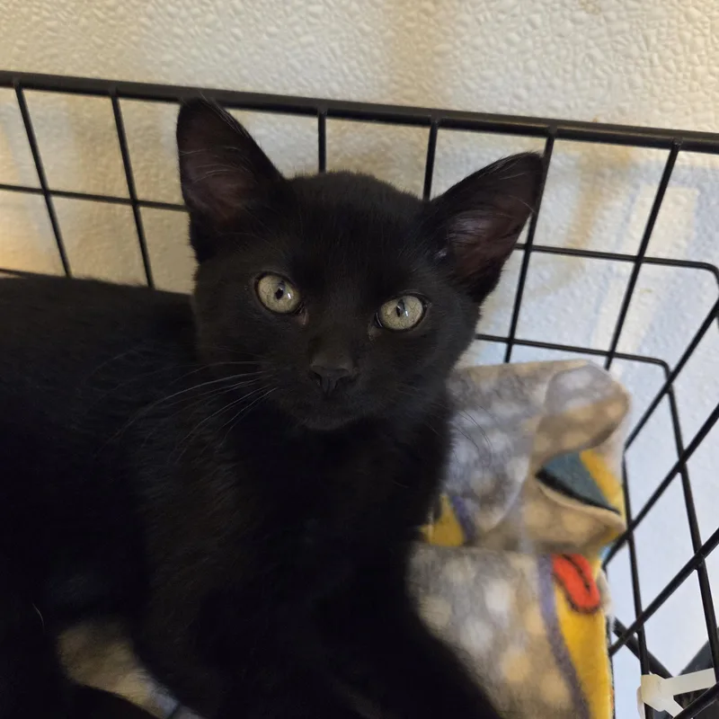A baby small-sized female Domestic Short Hair cat named Berry for adoption in Manistique, MI
