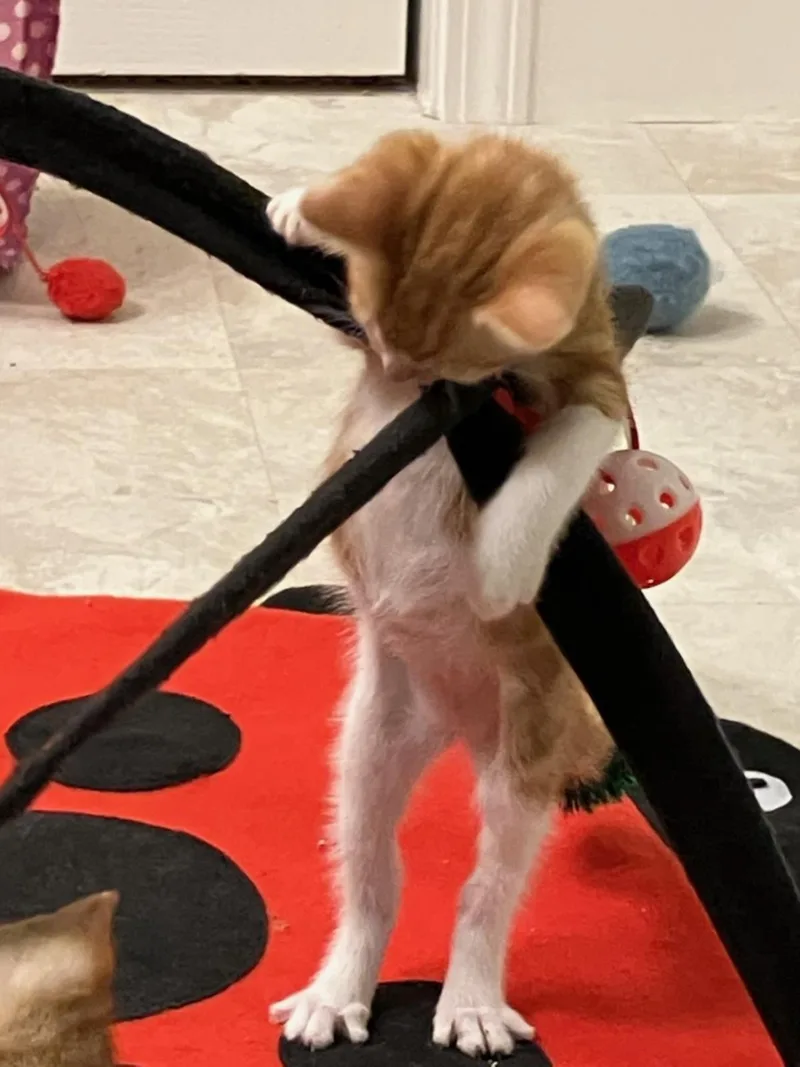 A baby medium-sized male Domestic Short Hair cat named Sunbeam for adoption in Lincoln, CA
