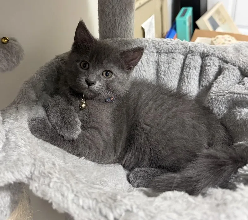 A baby small-sized female Gray / Blue / Silver Domestic Short Hair cat named Ophelia for adoption in Sellersburg, IN