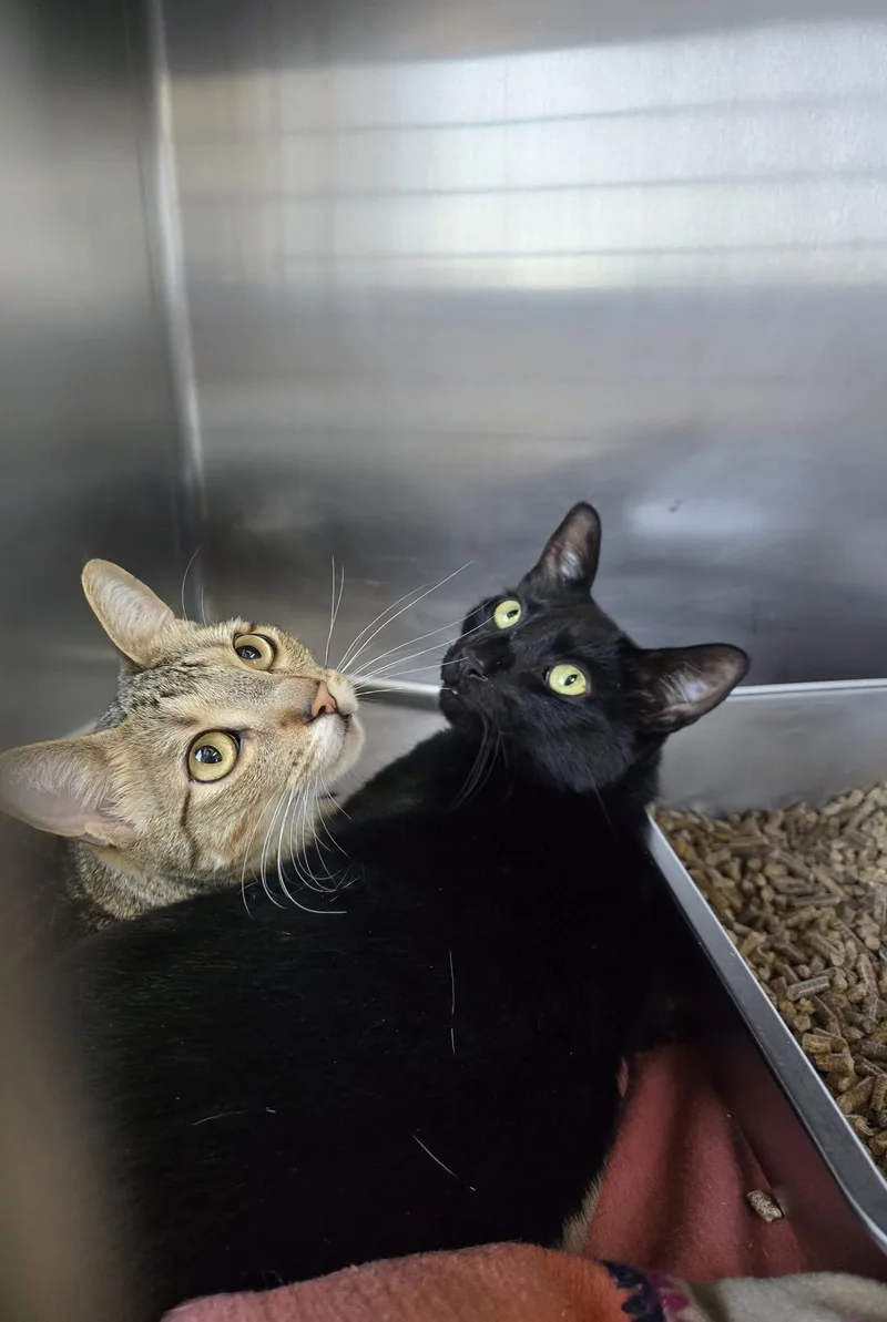 An adult large-sized male Domestic Short Hair cat named Chip & Raven for adoption in Prineville, OR