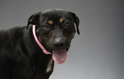 An adult large-sized female Mixed Breed dog named Theo FKA for adoption in West Chester, PA