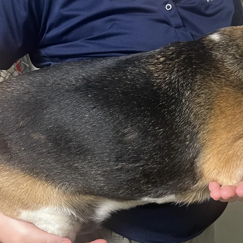A senior small-sized female Beagle dog named 72502 for adoption in Harrisonburg, VA