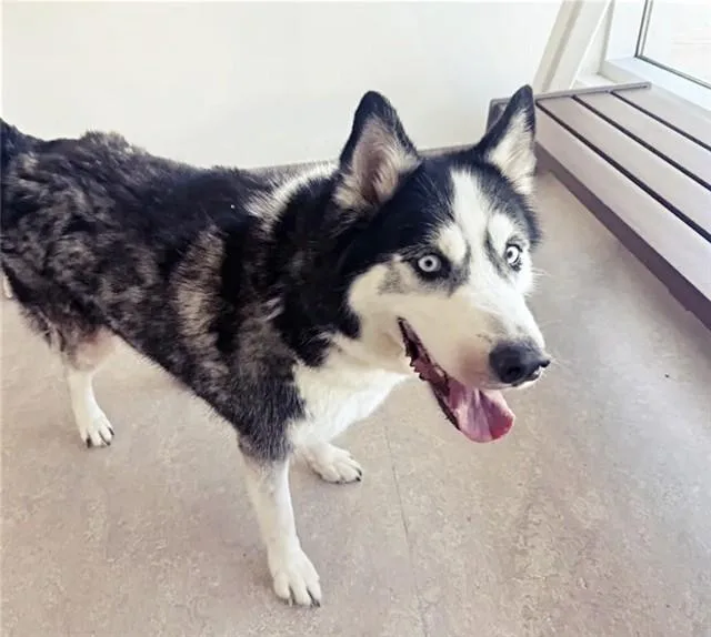 An adult large-sized male Siberian Husky dog named Rocket for adoption in Saint Louis, MO