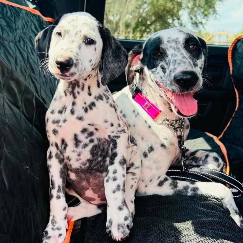 A baby small-sized female White / Cream Dalmatian dog named Daisy for adoption in Houston, TX