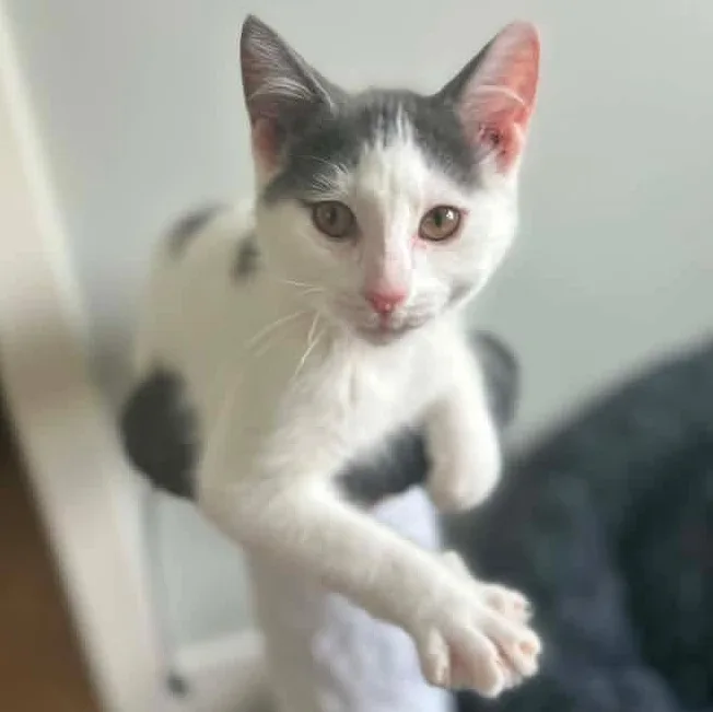 A baby medium-sized male White Domestic Short Hair cat named Dumbledore for adoption in Kentwood, MI