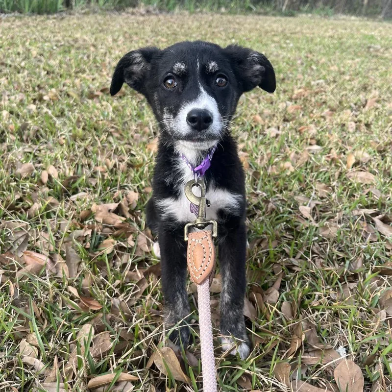 Mackerel thumbnail 2