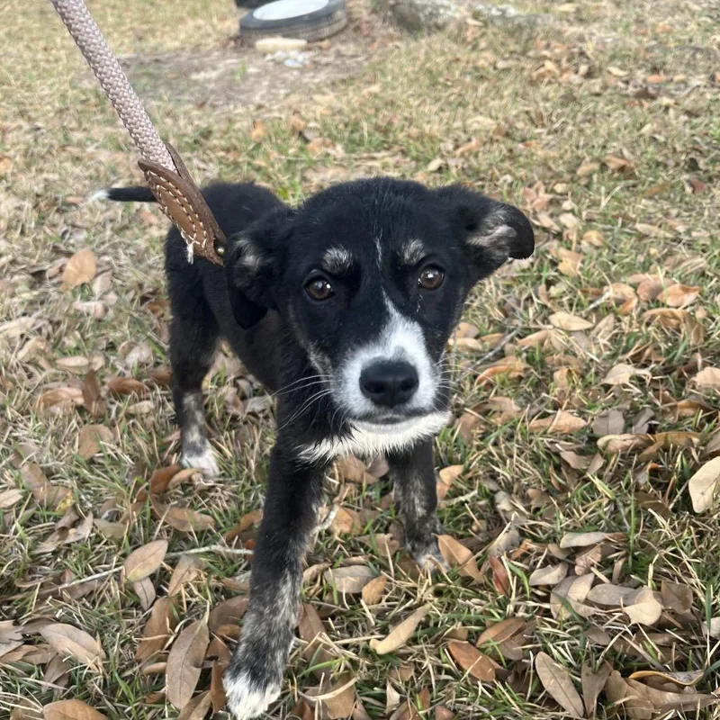 Mackerel thumbnail 3