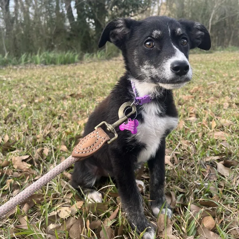 Mackerel thumbnail 4