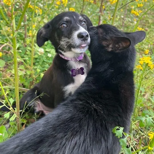 Mackerel thumbnail 5