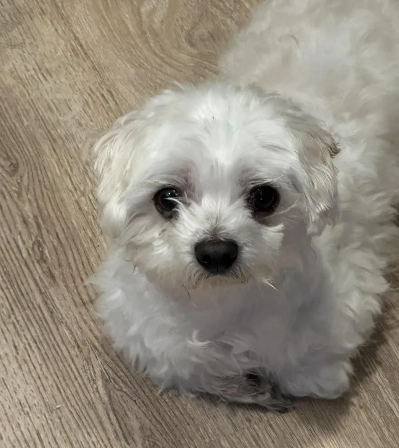 An adult small-sized male Miniature Poodle dog named Seal for adoption in Boca Raton, FL