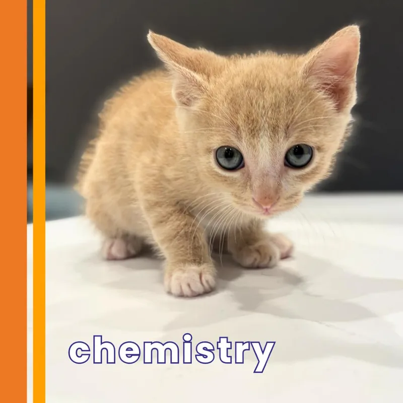 A baby small-sized male Domestic Short Hair cat named Chemistry for adoption in Cumming, GA