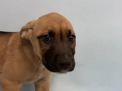 A baby large-sized female Shepherd dog named Biscotti for adoption in Golden Valley, MN