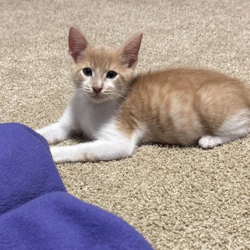 A baby small-sized male Domestic Short Hair cat named Herbert for adoption in West Olive, MI