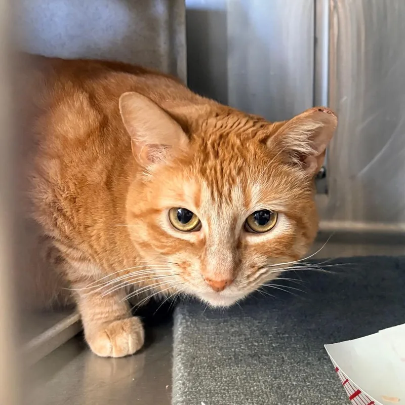 A senior small-sized male Orange / Red Domestic Short Hair cat named Romeo for adoption in Santa Barbara, CA