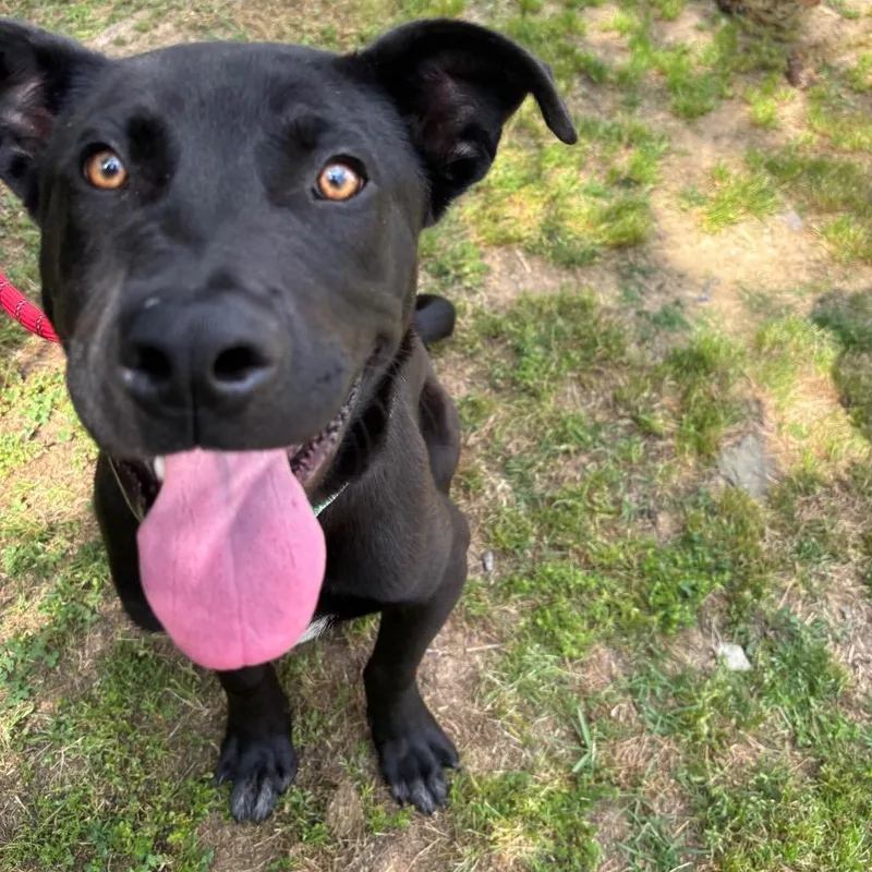A baby medium-sized male Black Pit Bull Terrier dog named Cooper for adoption in Birmingham, AL