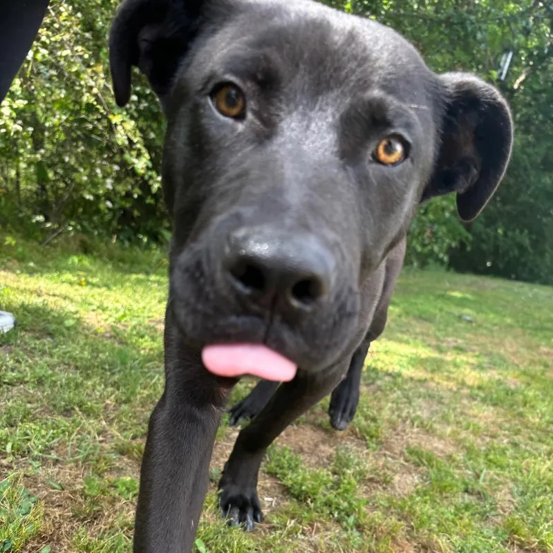 Cooper thumbnail 2