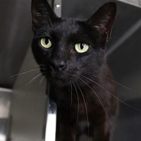An adult small-sized female Black Domestic Short Hair cat named Amari for adoption in Hopkinton, MA